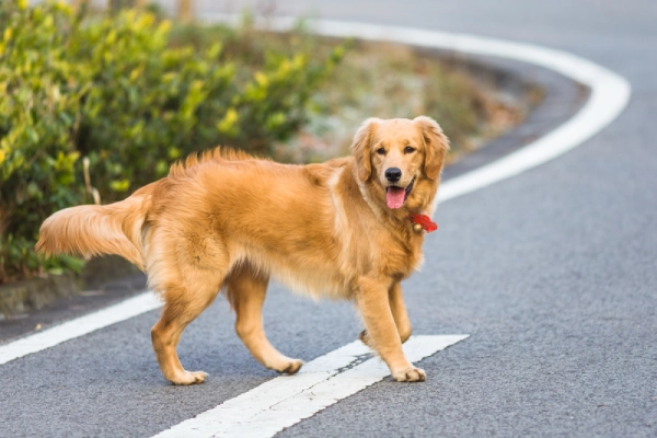 Cachorros na Estrada